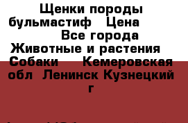 Щенки породы бульмастиф › Цена ­ 25 000 - Все города Животные и растения » Собаки   . Кемеровская обл.,Ленинск-Кузнецкий г.